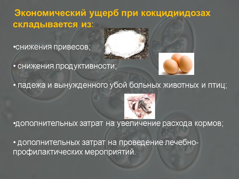 Экономический ущерб при кокцидиидозах складывается из:  снижения привесов;   снижения продуктивности; 